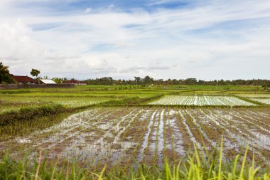 Tarım pirinç tarlaları Ubud yakınındaki Panorama görünüm. Kış sezon yağmurlu ve bulutlu. Bali, Endonezya.