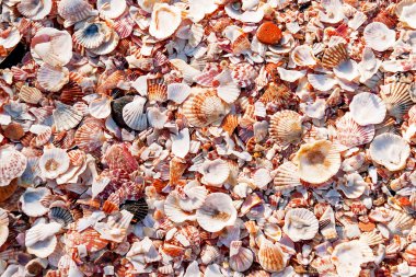 Shell background. Many colorful sea shells of different kinds and shapes.