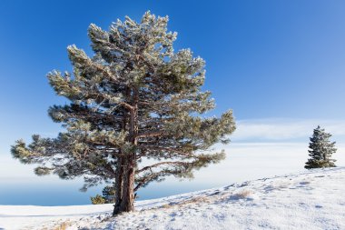Ai-Petri dağ Panorama manzara. Kar ve buzlu çam ağaçları güneşli kış günü. Crimea