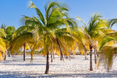 Natural background with palm tree leaves and sun reflection. Cuba, Cayo Largo island, Caribbean sea.