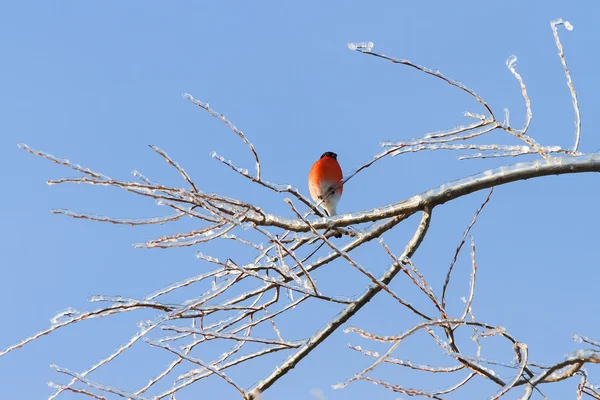 Fundo de inverno natural - ramos congelados e bullfinch. Manhã ensolarada e fria com céu azul claro. Rússia . — Fotografia de Stock
