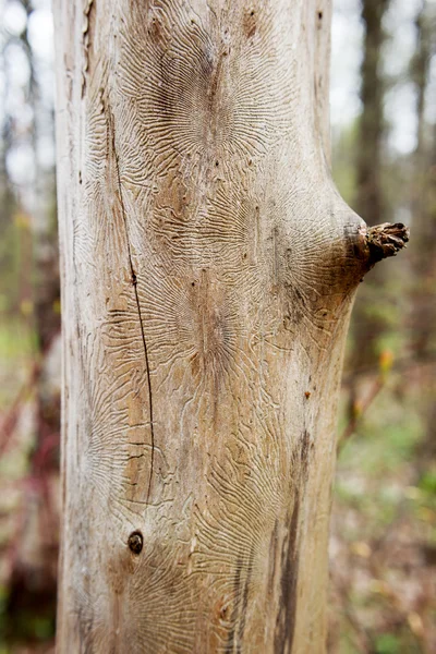 Traces of bug bark beetle into tree. Dried tree in forest without bark.