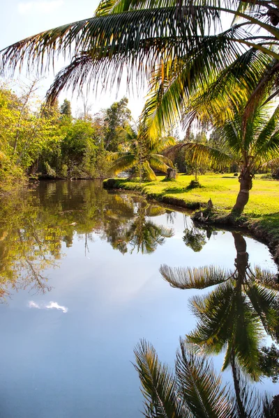 Přirozená - palmy rostou na břehu rybníka. Kuba — Stock fotografie