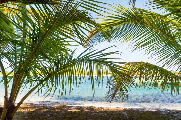 Přírodní pozadí s palmovými listy a sluneční odraz. Kuba, Karibské moře. — Stock fotografie