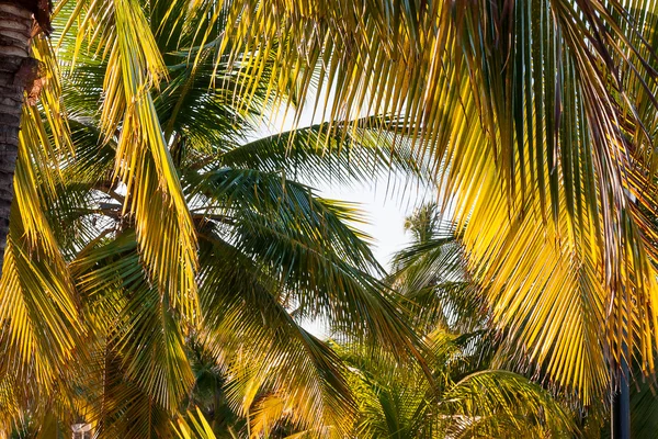 Přírodní pozadí s palmové listy a odraz slunce. Kuba, Karibské moře. Měkké zaostření. — Stock fotografie