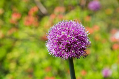Dev soğan (Allium giganteum). Parlak yeşil doğal arka plan üzerinde çiçek. Bahçede güneşli yaz sabahı.
