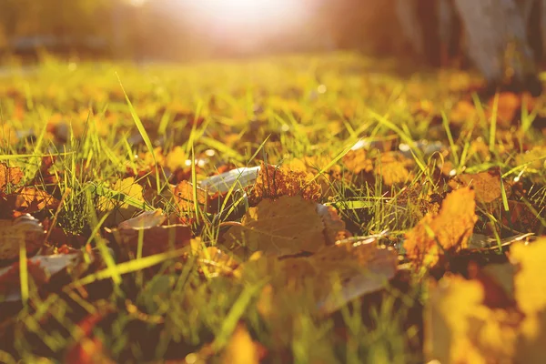 Naturalne podłoże z zieloną trawą i żółte liście. Jesienią trawnik z liści spadł w dół. Styl Vintage. — Zdjęcie stockowe