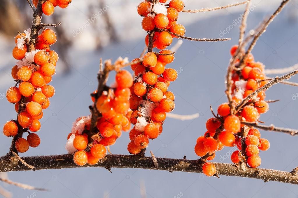 Frozen branches of sea buckthorn with berries. Winter sunny day