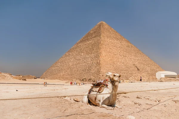 Camel lies next to the Great Pyramid of Giza. Tourists are walking around pyramid. UNESCO World Heritage Site. — Stock Photo, Image