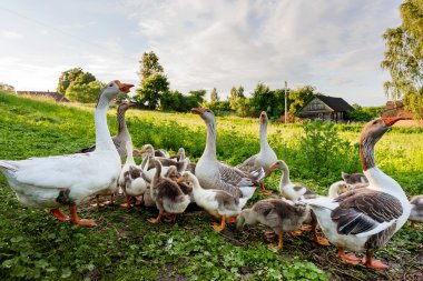 Kırsal sahne - kuşlar damızlık ile kaz. Köyde yerli kümes hayvanları ile doğal arka plan. Rusya.