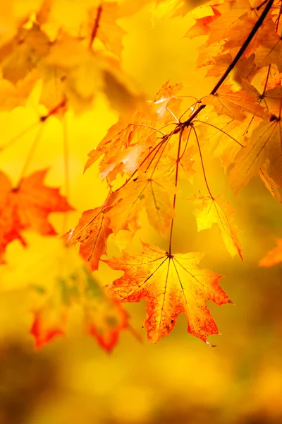 Fondo natural de otoño abstracto con hojas de arce amarillo . — Foto de Stock