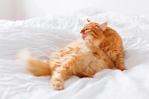 Gember kat likken, liggend op het bed. Leuke gezellige achtergrond, ochtend bedtijd thuis. — Stockfoto