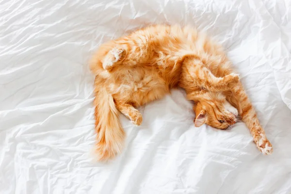 Ginger cat lies on bed. The fluffy pet comfortably settled to sleep or to play. Cute cozy background, morning bedtime at home. — Stock Photo, Image