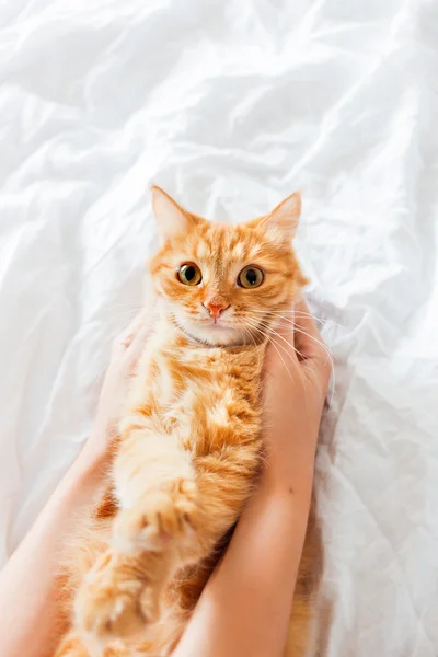 女性は、面白い表現で生姜猫を保持します。ふわふわペットは、白いシートにあります。居心地の良いバック グラウンド、朝 (自宅). — ストック写真