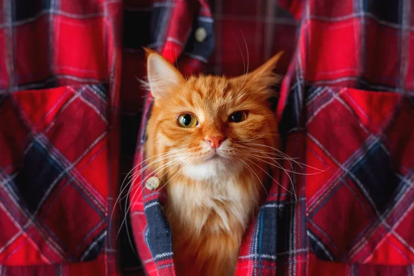 Zencefilli kedi kafasını tartan tişörtün içine koymuş. Yüzünde kibirli duygu ile Komik evcil hayvan.