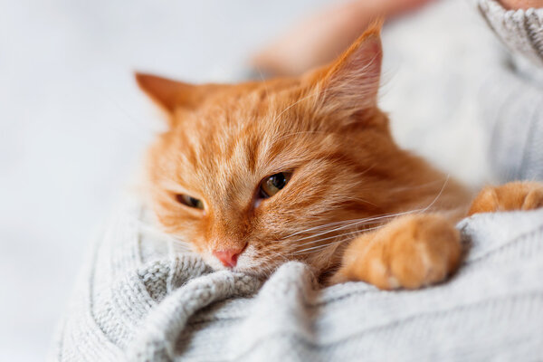 Man in knitted sweater holding angry ginger cat.