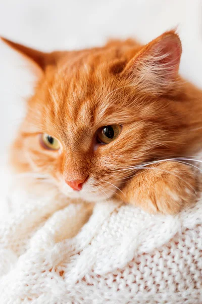 Close up shot of ginger cat on white knitted sweater with pattern. Cute fluffy pet going to sleep. — Stock Photo, Image