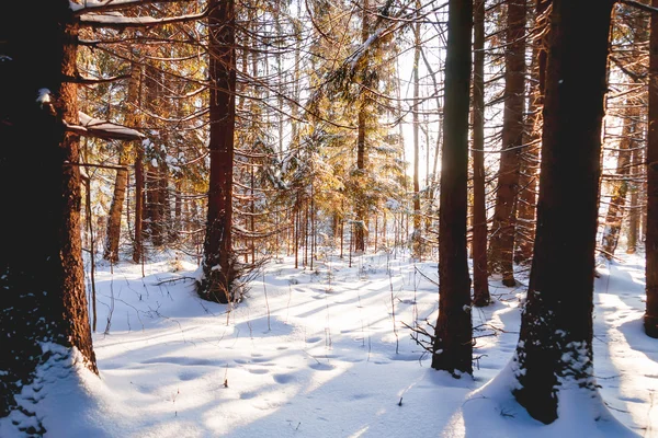 Naplemente a téli erdő. Sunlight fák között. Természetes szezonális háttér. — Stock Fotó