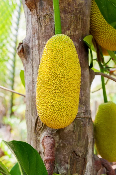 Jackfrukter (Artocarpus heterophyllus), även känd som jack träd. Art av träd i familjen mulberry och fikon (Mullbärsväxter). Vietnam. — Stockfoto