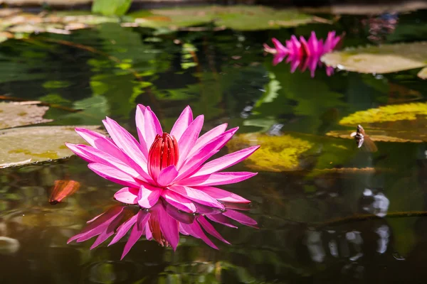 Lotus (Νυμφαία). Λίμνη με φωτεινά ροζ λουλούδια. Καμπότζη. — Φωτογραφία Αρχείου