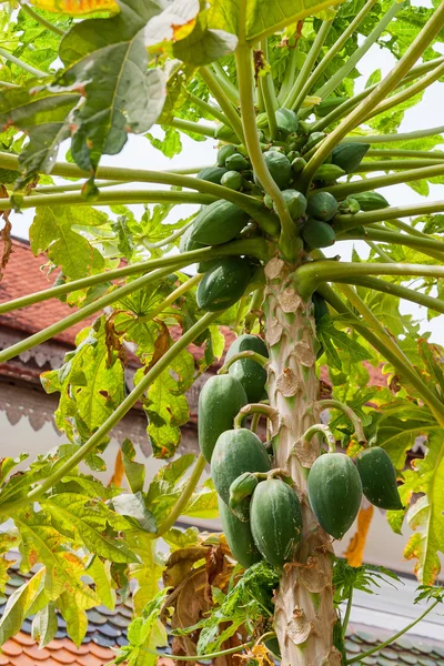 파파야 (파파야, 파파야) 공장 Carica 파파야의 열매입니다. 캄보디아에서 과일 나무. — 스톡 사진
