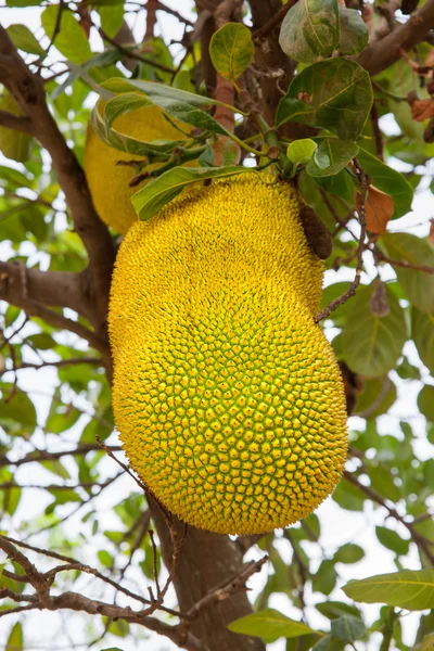 Jackfruit (Artocarpus heterophyllus), také známý jako jack strom. Druh stromu z čeledi Moraceae a fík (morušovníkovité). Kambodža. — Stock fotografie