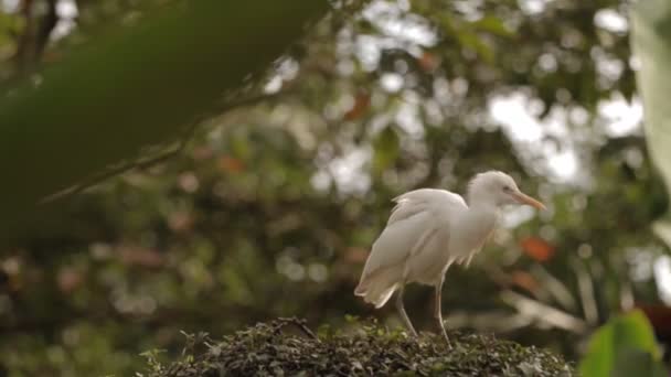 Белая цапля защищает свое гнездо и очищает перья. Сингапурский зоопарк . — стоковое видео