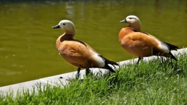Angut Tadorna ferruginea tüyleri bir göl kıyısında temizler. Güneşli yaz sabahı.