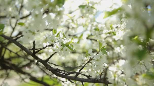 Weiße Kirschzweige mit Blüten im Sonnenlicht. natürlicher Hintergrund des Frühlings. — Stockvideo