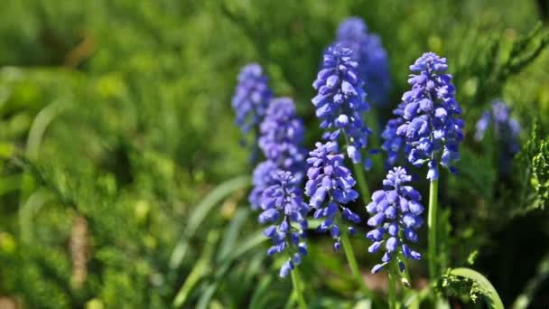 Muscari blommor. Djupblå blommor på grön naturliga bakgrund. Solig sommarmorgon i trädgården. — Stockvideo