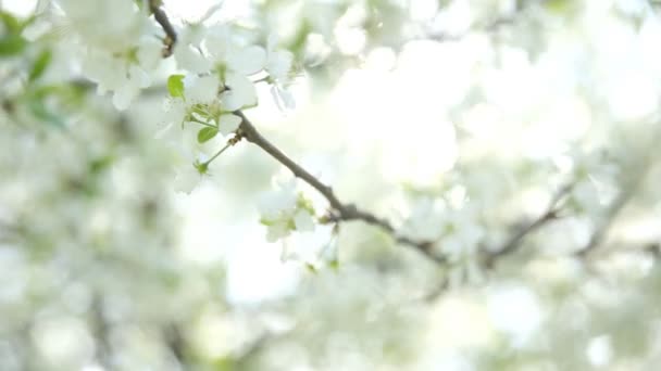 Vit cherry grenar med blommor vågor på solljus. Naturliga våren bakgrund. — Stockvideo