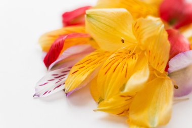 Renkli çiçek yaprakları ile beyaz arka plan. Doğal çiçek arka plan. Metin için yer.