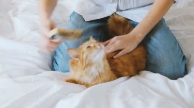 Kadın uyuyordu kedi kürk tarak. Ginger Cat beyaz battaniye var yatıyor