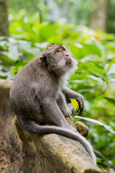 Małpa siedzi na drzewie. Las małp w Ubud, Bali, Indonezja. — Zdjęcie stockowe