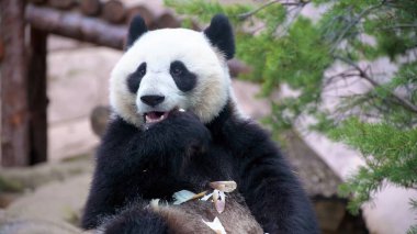 dev panda bambu yiyor.