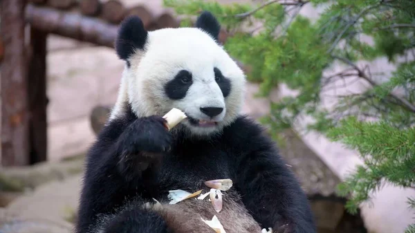 Panda Gigante Comendo Bambu — Fotografia de Stock