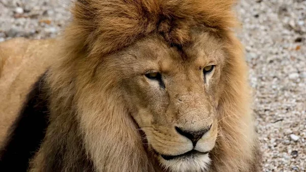 Animais Selvagens Animais Savannah Leão — Fotografia de Stock