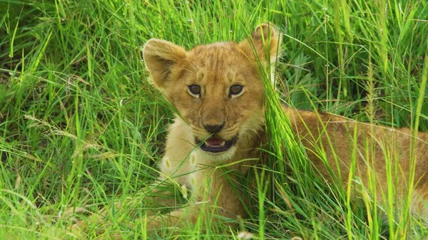 Dzikie Zwierzęta Zwierzęta Savannah Lew — Zdjęcie stockowe