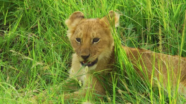 Divoká Zvířata Savannah Zvířata Lev — Stock fotografie