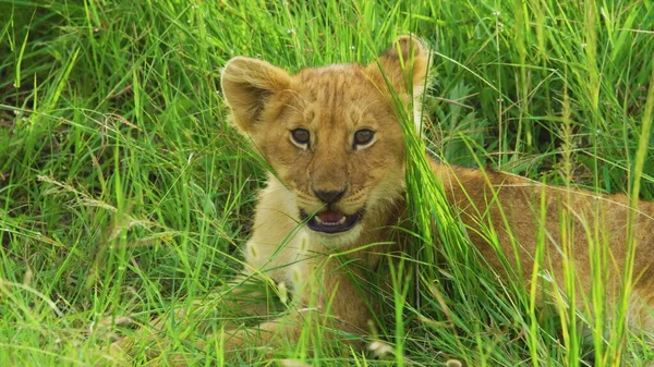 野生動物 サバンナ動物 ライオン — ストック写真