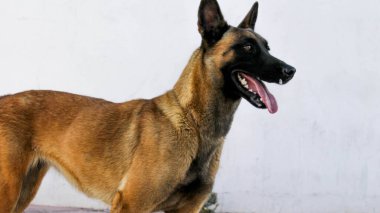 Perro de frante con desenfoque