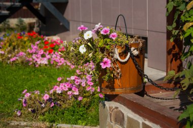 Üzerine iyi tahta bir kova içinde parlak renkli Petunya çiçek