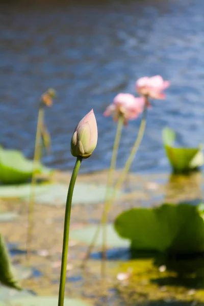 Lotus flower bud in the lake — Stock Photo, Image