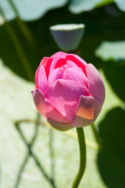 Lotus rose fleur et graine de nénuphar — Photo