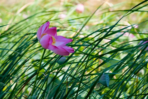 Lotus waterlily fleur et graines par temps venteux — Photo