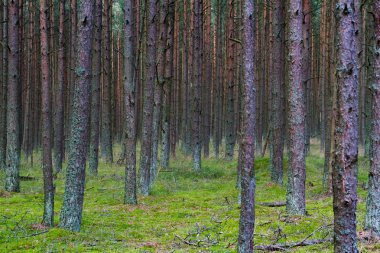 Orman curonian spit üzerinde dans