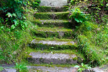 Eski beton merdiven ile yeşil çim kaplı