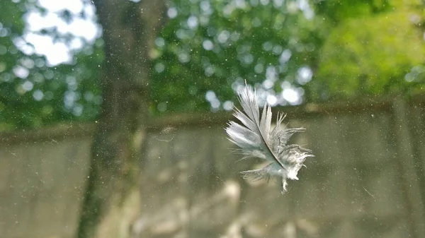 Yeşilliğin Arka Planında Kirli Camlarda Asılı Kuş Tüyü — Stok fotoğraf