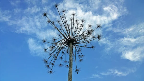 Torkad Ogräs Blomma Mot Blå Himmel Med Moln — Stockfoto