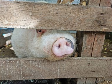 Vietnamlı koca göbekli domuz ahşap bir çitin üzerinden bakıyor..